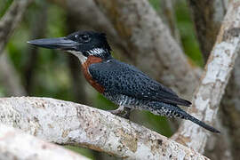 Giant Kingfisher