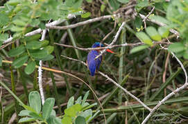 Malachite Kingfisher