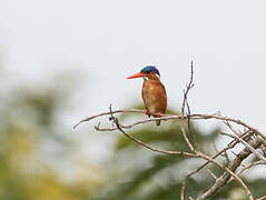 Malachite Kingfisher