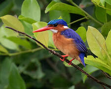 Malachite Kingfisher