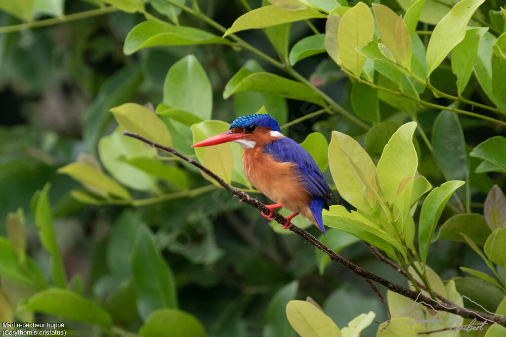 Malachite Kingfisher