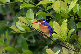 Malachite Kingfisher