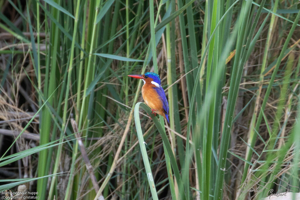 Malachite Kingfisher