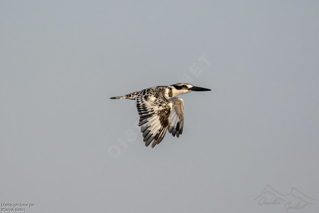 Pied Kingfisher, Flight