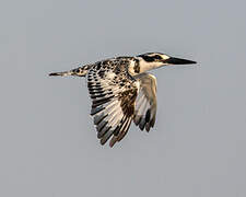 Pied Kingfisher