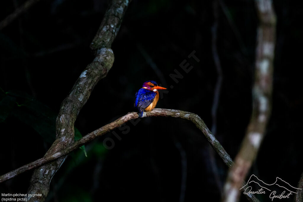 African Pygmy Kingfisher, identification