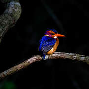 African Pygmy Kingfisher