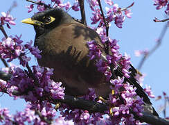 Common Myna