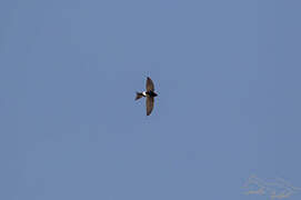 White-rumped Swift