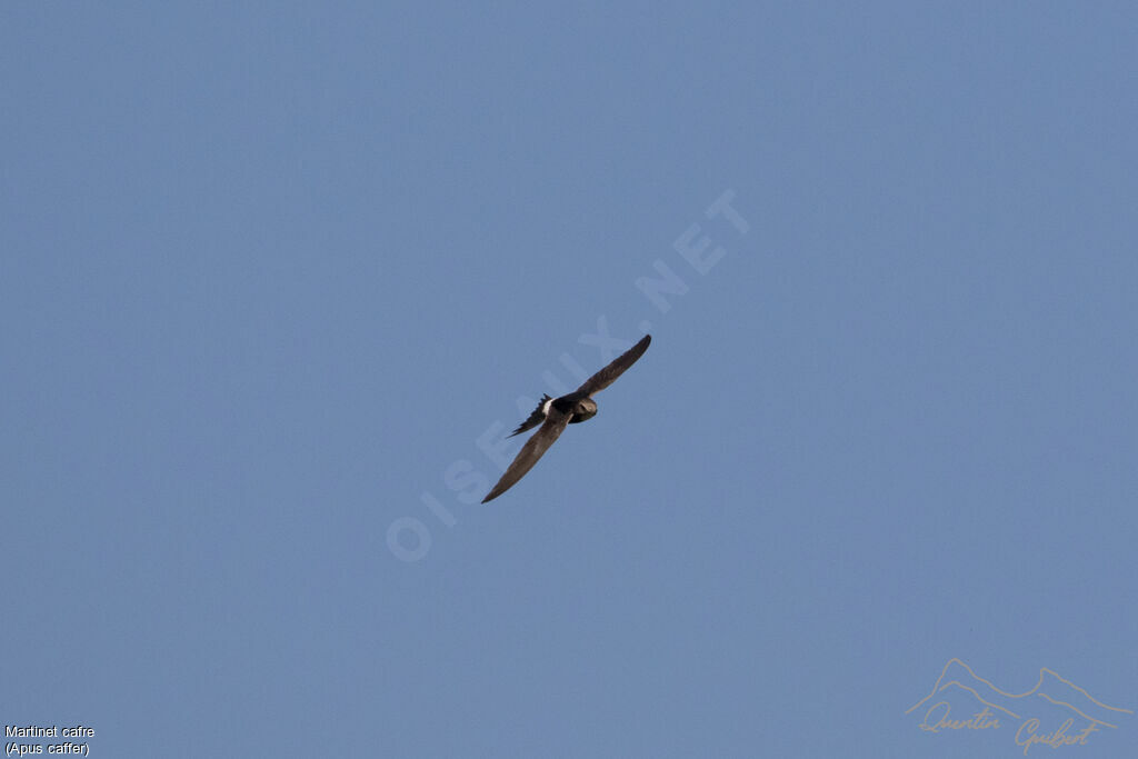 White-rumped Swiftadult, Flight