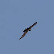 White-rumped Swift