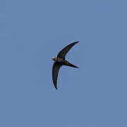 White-rumped Swift