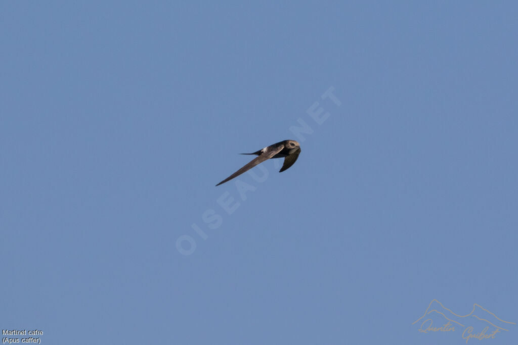 White-rumped Swift, identification, Flight