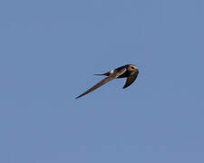 White-rumped Swift