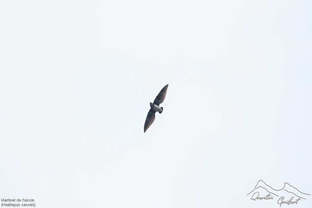 Cassin's Spinetail, Flight