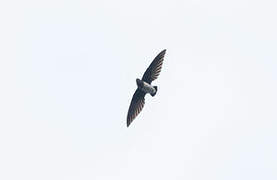 Cassin's Spinetail