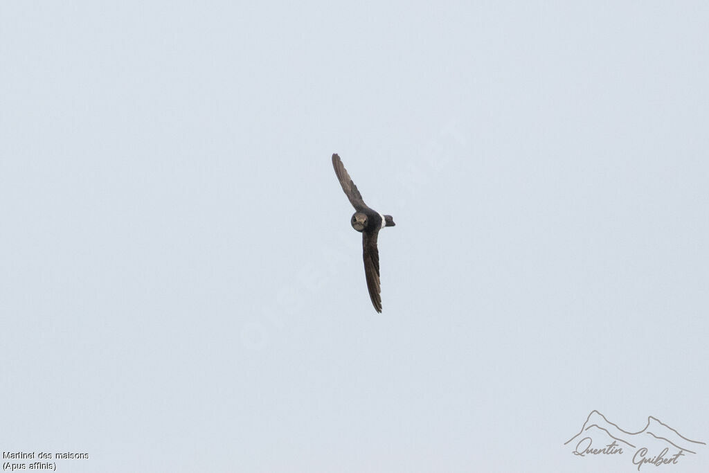 Little Swift, identification, Flight