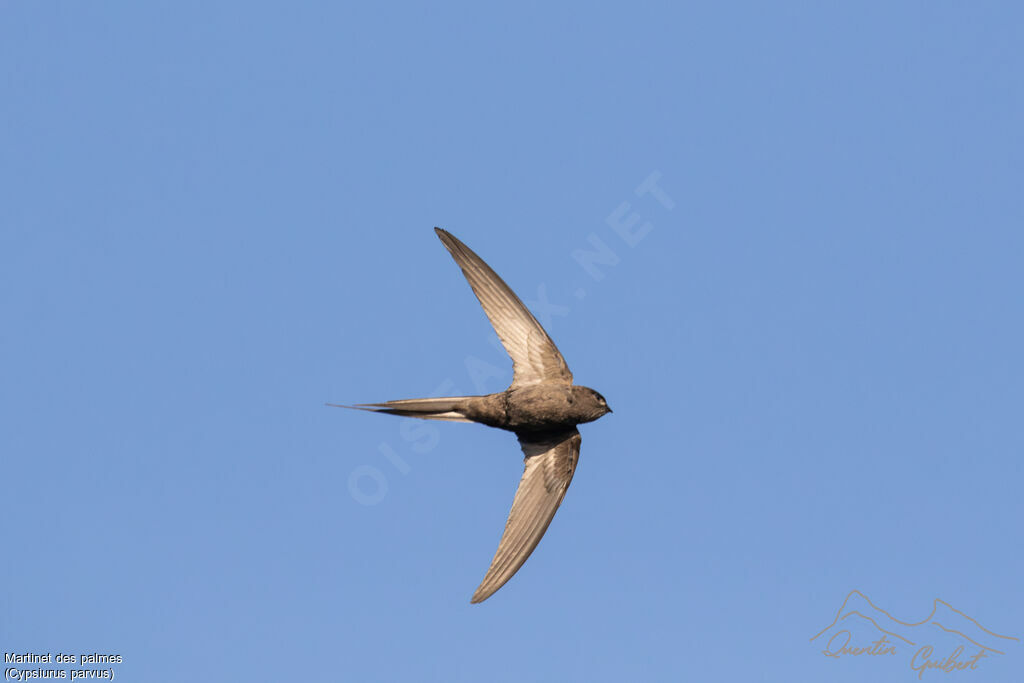 African Palm Swift