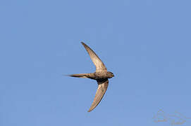 African Palm Swift