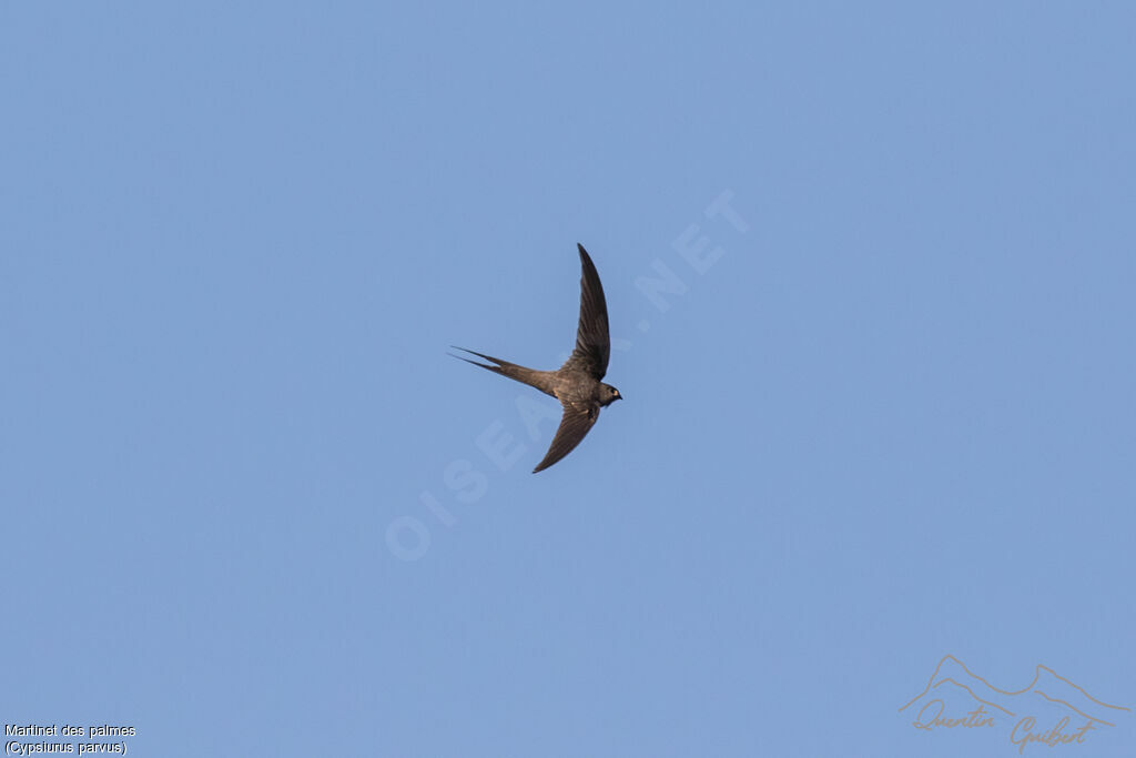 African Palm Swift