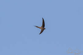 African Palm Swift