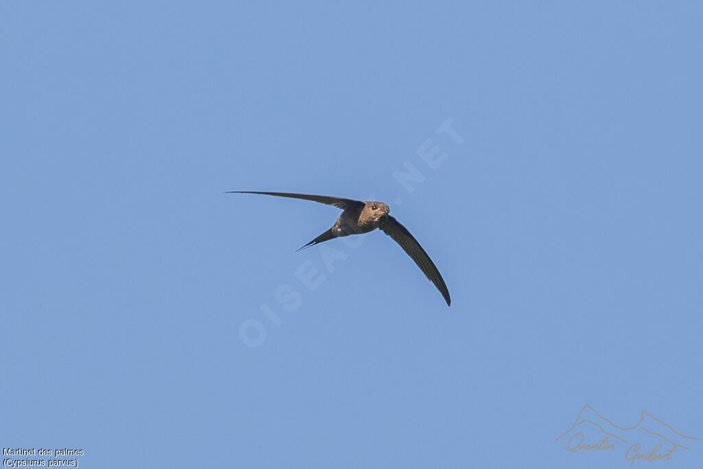 African Palm Swift, Flight