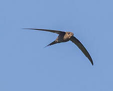 African Palm Swift