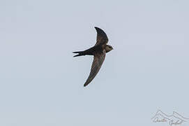 Plain Swift