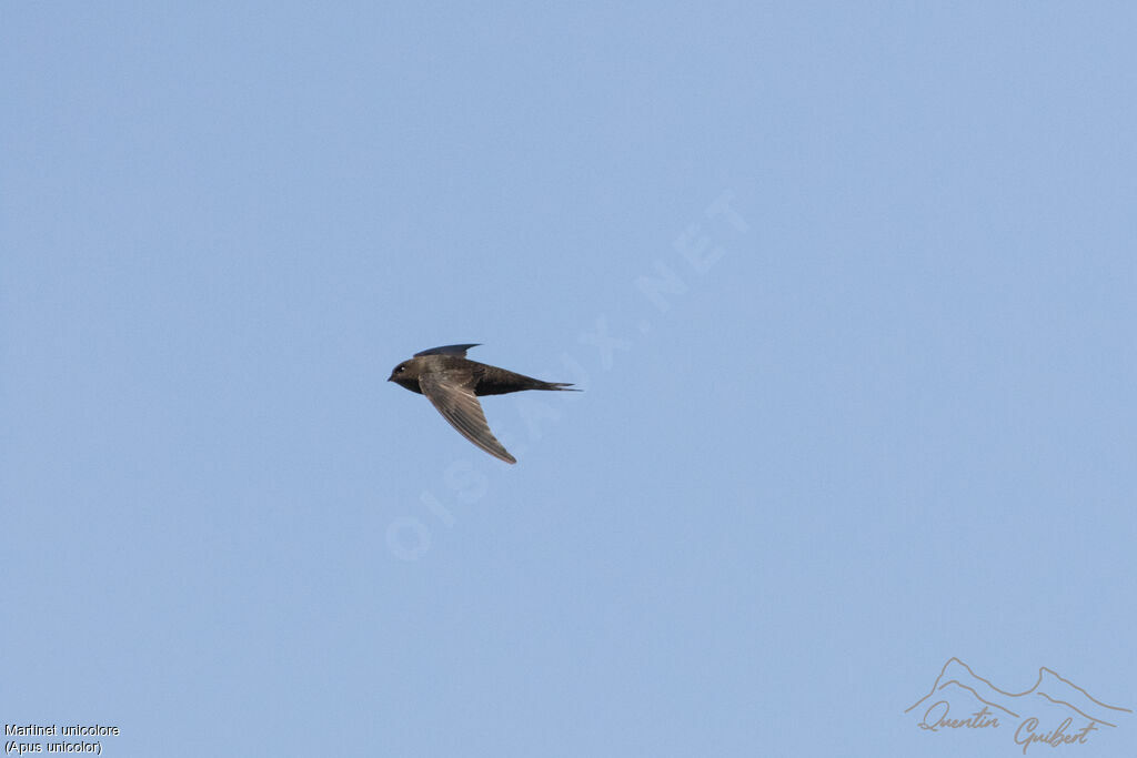 Plain Swift