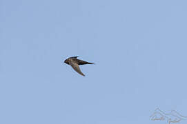 Plain Swift