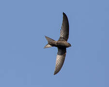 Plain Swift