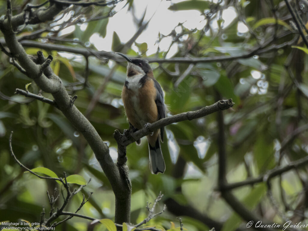 Eastern Spinebill