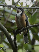 Eastern Spinebill