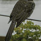 Méliphage à gouttelettes