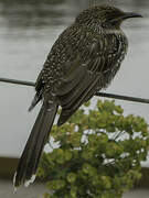 Little Wattlebird