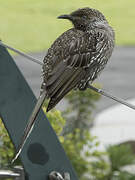 Little Wattlebird