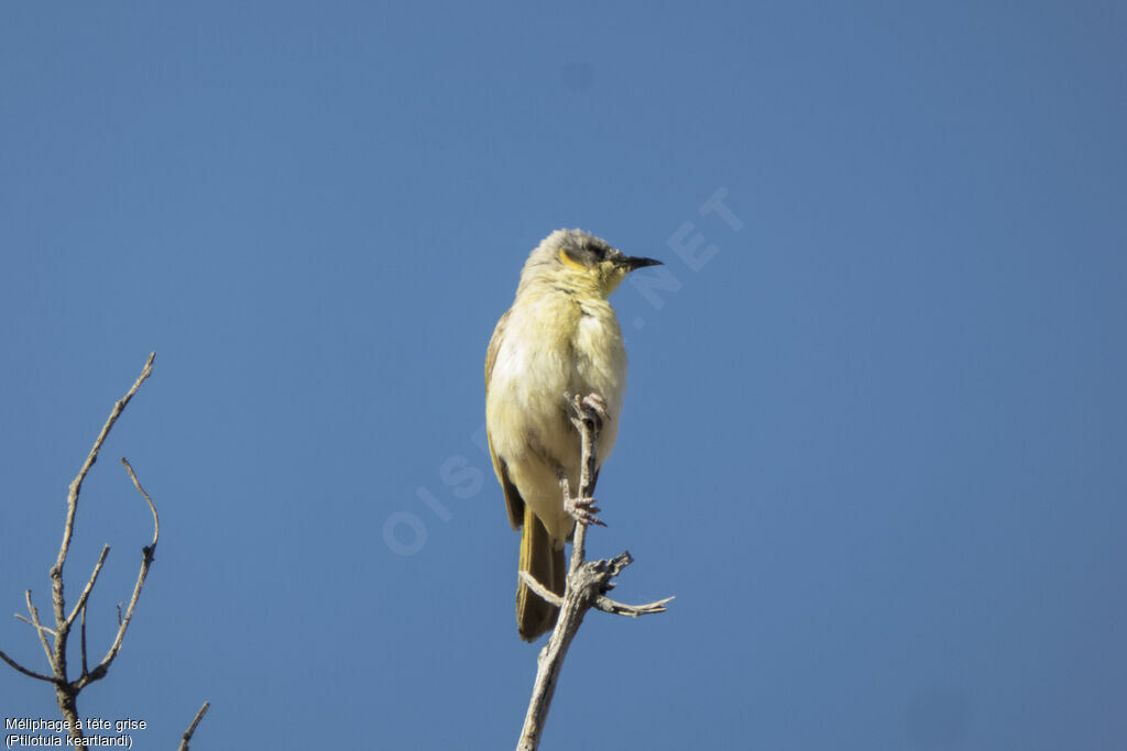 Méliphage à tête griseadulte, chant