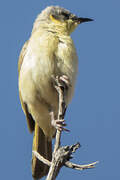 Grey-headed Honeyeater