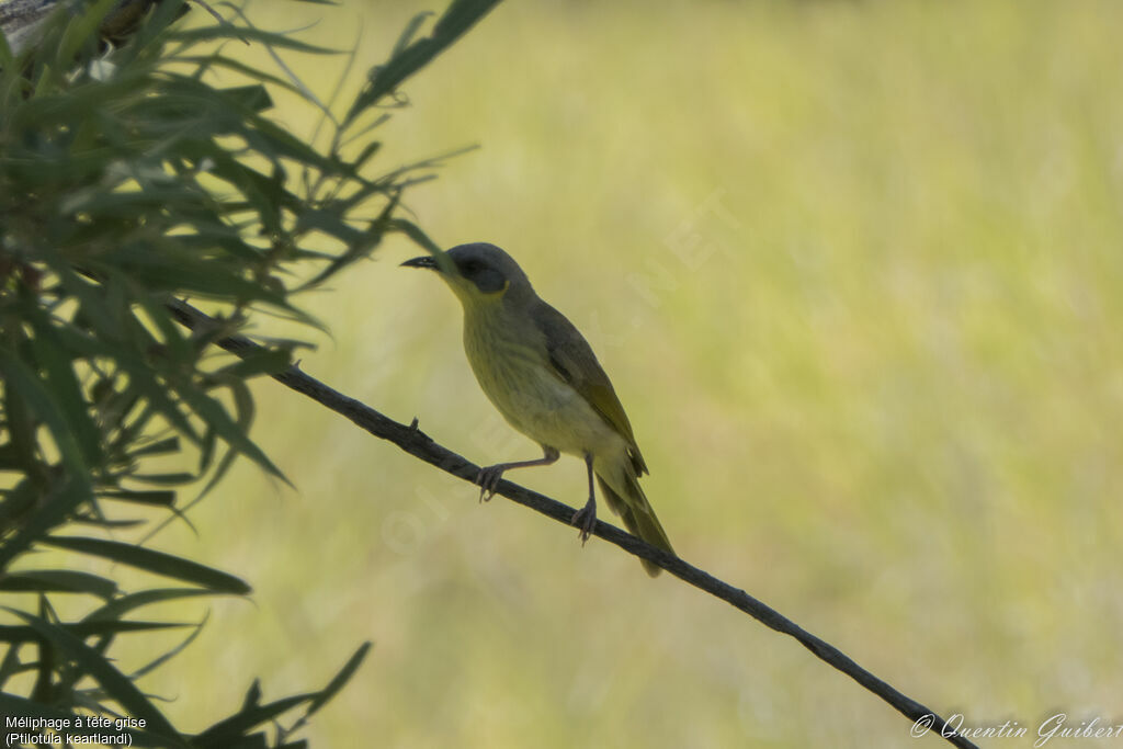 Grey-headed Honeyeateradult, identification