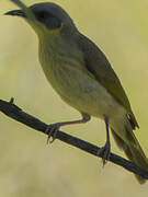 Grey-headed Honeyeater