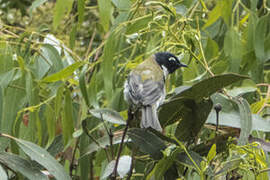 Black-headed Honeyeater