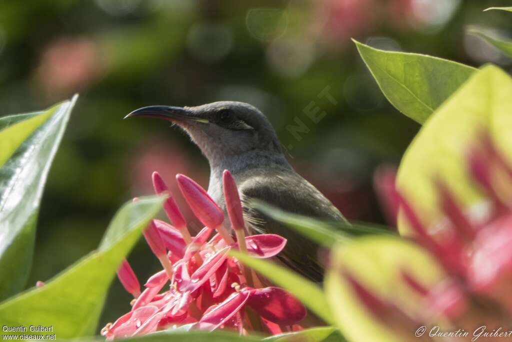 Brown Honeyeater male adult, feeding habits, fishing/hunting