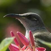 Brown Honeyeater