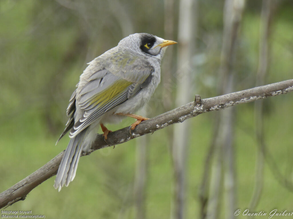 Noisy Miner, identification