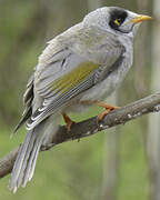 Noisy Miner