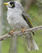 Noisy Miner