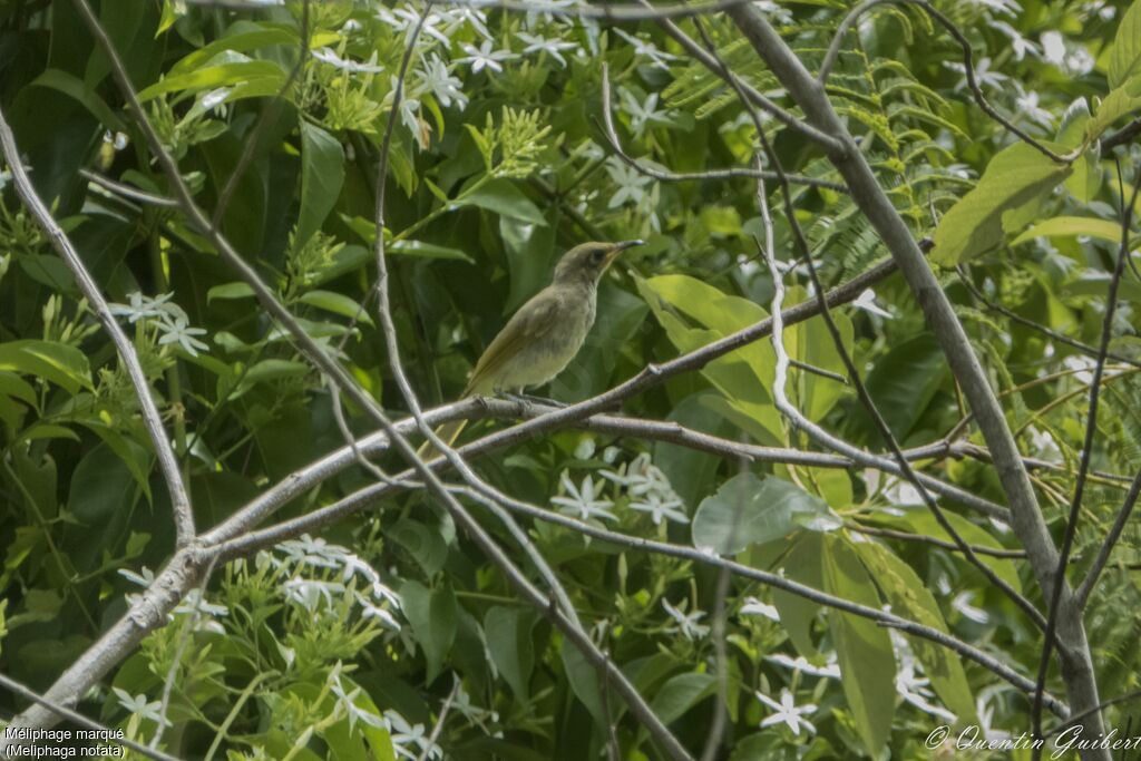 Yellow-spotted Honeyeaterjuvenile