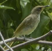 Yellow-spotted Honeyeater