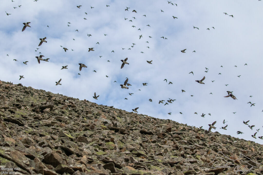 Mergule nainadulte nuptial, habitat, Vol