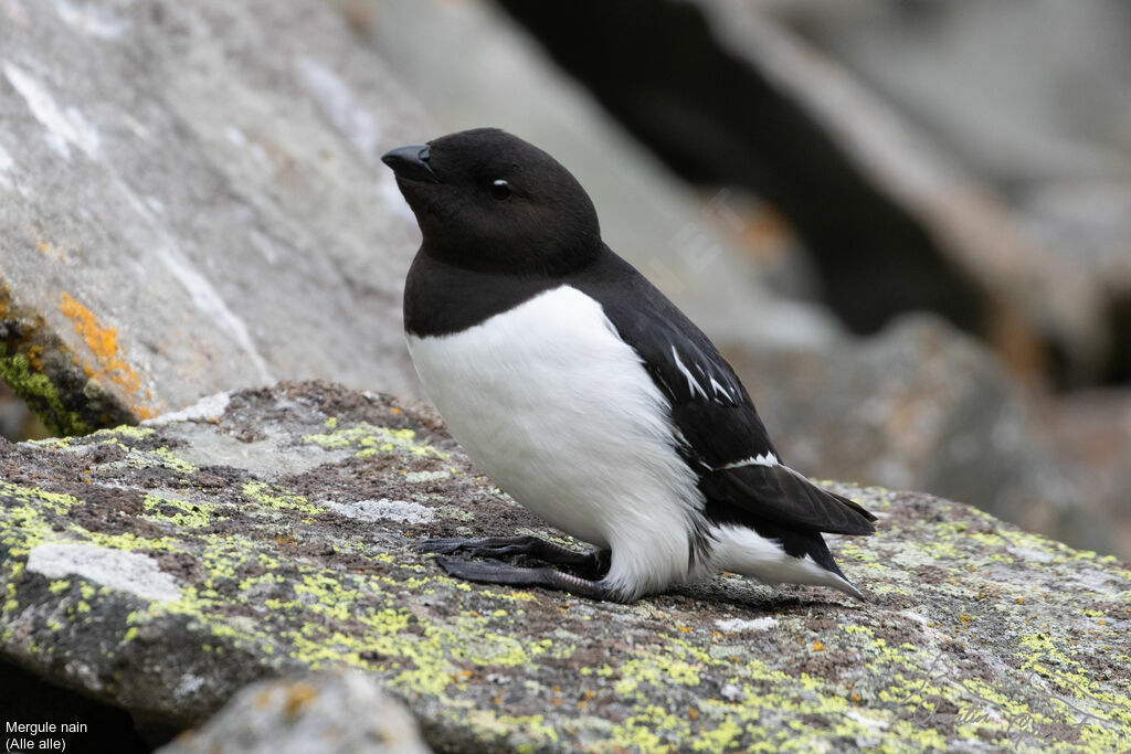 Mergule nainadulte nuptial